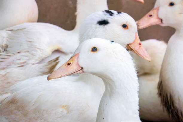 istock Flock of white domestic geese. Ranch duck Feeding 1417405689