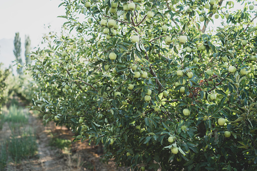 The fresh picked apple harvest in a plastic box on the farm. Apples are harvested into plastic green boxes on a nice day in August. Kisac is located in Voivodina, Serbia and is known for the cultivation of apples. The seasonal picking of apples takes at least one month.