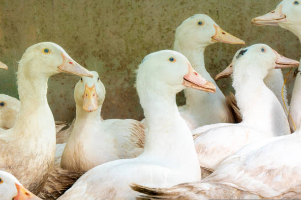 istock Flock of white domestic geese. Ranch duck Feeding 1417407227