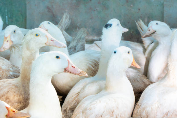 istock Flock of white domestic geese. Ranch duck Feeding 1417407352