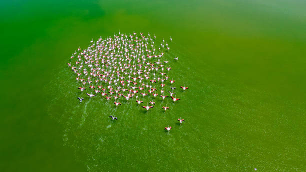 호수의 물 표면에서 날아 다니는 분홍색 플라밍고 무리의 조감도 - badlands tranquil scene pink red 뉴스 사진 이미지