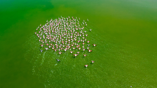 bird, nature, wildlife, birdwatching, flamingo