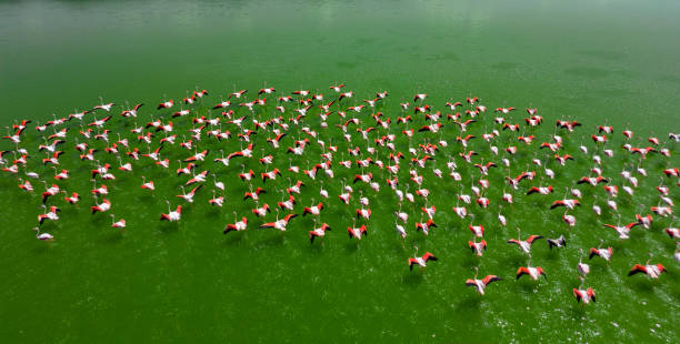 호수의 물 표면에서 날아 다니는 분홍색 플라밍고 무��리의 조감도 - badlands tranquil scene pink red 뉴스 사진 이미지