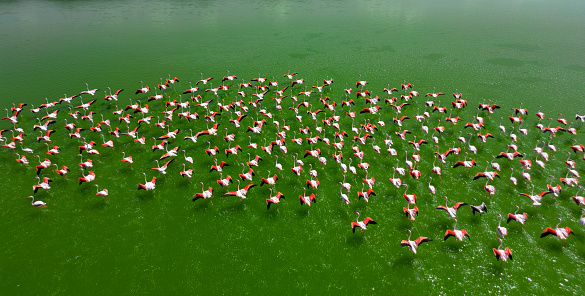 Aerial view of flock of pink flamingos flying on water surface on lake