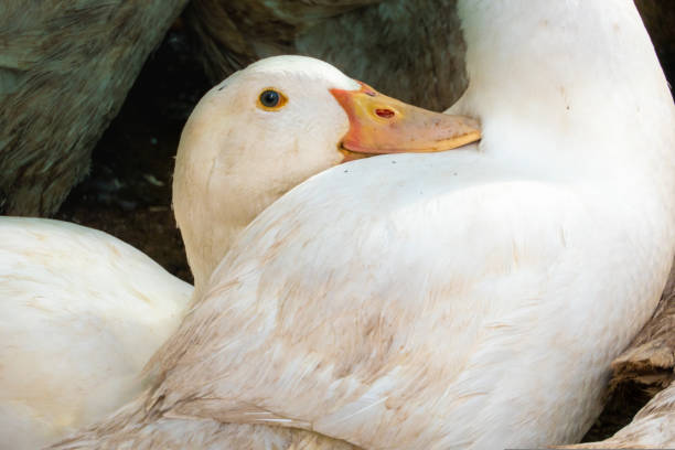 istock Flock of white domestic geese. Ranch duck Feeding 1417408938