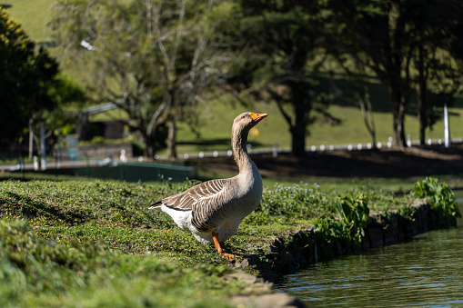 Goose on the shores of Lake Comary. Sunny day with a lot of wind. In the region there are many animals like this in the midst of nature. Mountain region of Rio de Janeiro, Brazil.