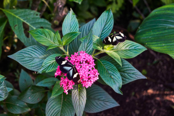 sara borboleta de asa longa no jardim botânico de medellín, na colômbia - jardim botânico - fotografias e filmes do acervo