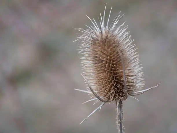 Close up of dry thistle flowerhead. Dipsacus sativus, wild teasel dried head in nature,selective focus, beige bokeh background.