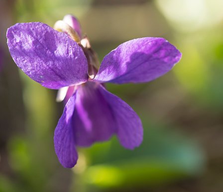 close up macro single beatiful blooming violet flower ,Viola odorata or wood violet, sweet violet with green leaves, selective focus.