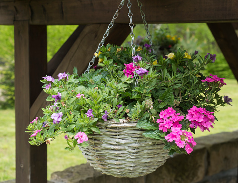 White wicker basket, flower pot with colorful Petunia, Lobelia and geranium flowers hanging from wooden pergola in the summer garden.