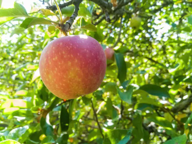 Red ripe apple on the tree surrounded by leaves - Ripe red apple on the tree, surrounded by leaves