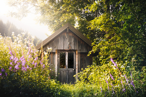 Beautiful wooden hut weathered and surrounded by wild flowers in garden. This image was taken during a sunset in Alps mountains, in Isere, Auvergne-Rhone-Alpes region in France.