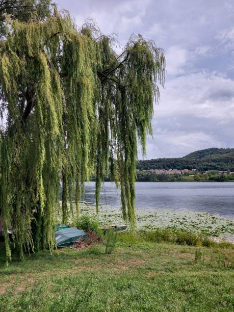 landscape with tree and lake. stock photo