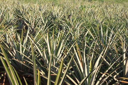 Planting a large number of pineapple trees in natural fields