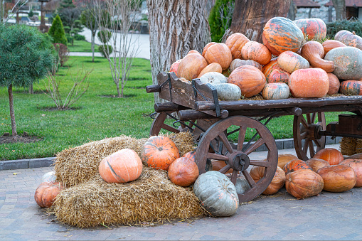 a cart with pumpkins in the market close-up. photo