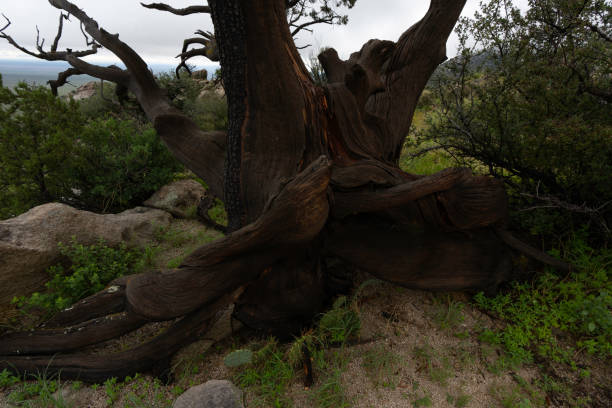 istock Aguirre Springs, Monsoon Season 1417418212