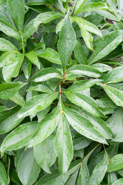 istock green leaves with raindrops close up as background 1417418390