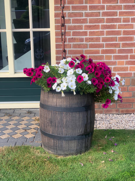 istock Wooden barrel with petunia 1417419725