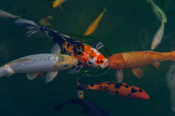 istock decorative carps in the pond 1417420086