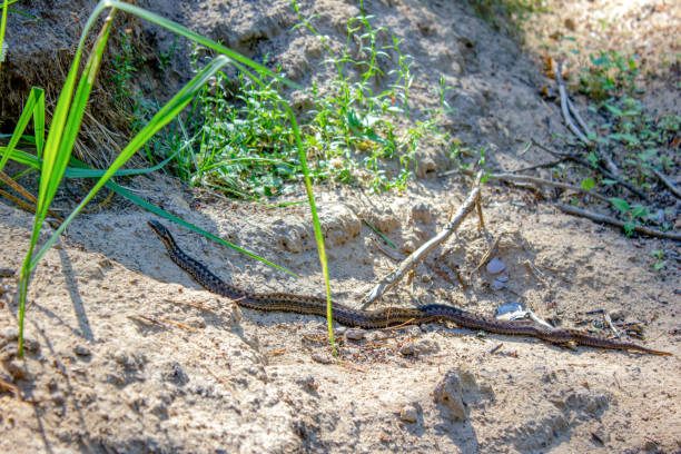 istock Viper in the forest on the ground, sand. Poisonous snake.Common viper. 1417420258