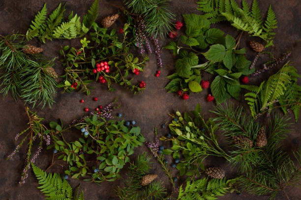 istock Forest berries, pine branches with cones, forest heather and fern on a brown background 1417421681