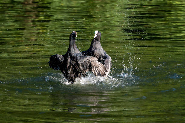 istock Coot water bird, Fulica atra, aggressive behaviour and fighting over a mate and territory 1417421936