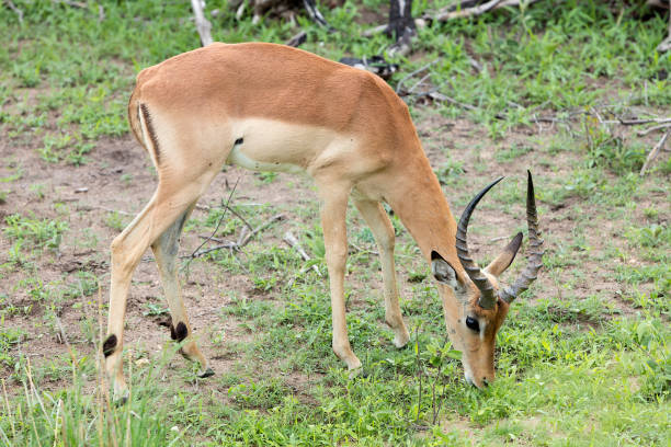 istock Impala in Kruger National Park, South Africa 1417423409