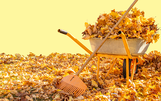 Wheelbarrow with yellow autumn maple leaves and orange rake with place for text.