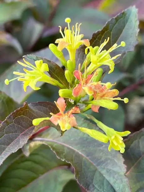 Flowering shrubs with yellow flowers and dark foliage