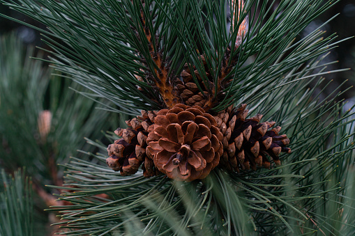 brown cones on a pine tree