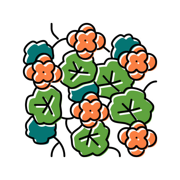 nasturtium liana color icon vector illustration nasturtium liana color icon vector. nasturtium liana sign. isolated symbol illustration bignonia stock illustrations