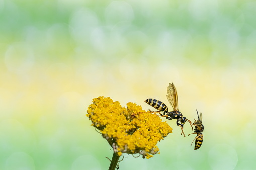 Wasps on yarrow,Eifel,Germany.\nPlease see many more similar pictures of my Portfolio.\nThank you!