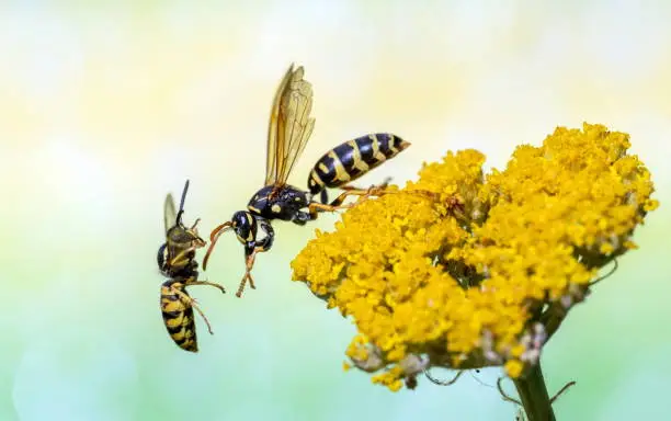 Wasps on yarrow,Eifel,Germany.
Please see many more similar pictures of my Portfolio.
Thank you!