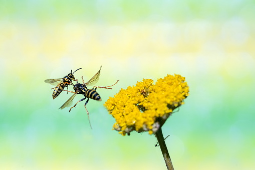 Wasps on yarrow,Eifel,Germany.\nPlease see many more similar pictures of my Portfolio.\nThank you!
