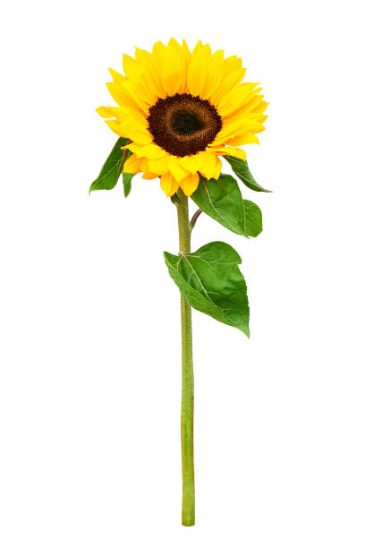istock Sunflower with long stem and leaves on white background 1417425569