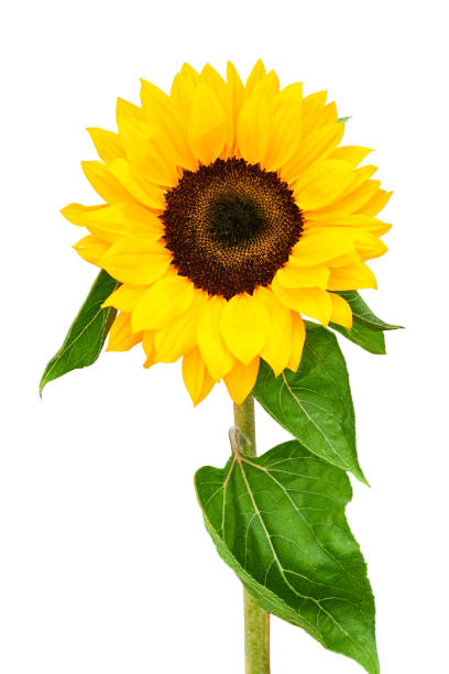 istock Sunflower on white background closeup 1417425577