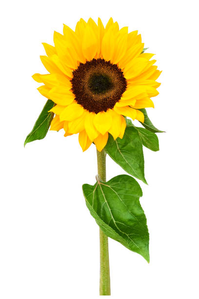 istock Sunflower with stem and leaves on white background 1417425581