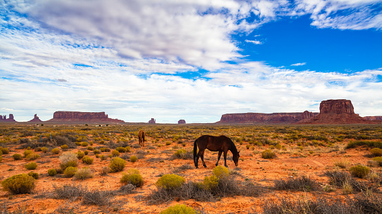 Grazing horses in the Utah desert in the late afternoon.