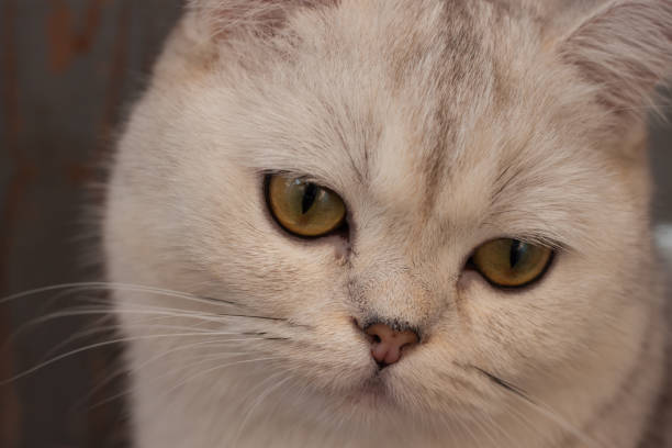 istock Sad look of a Scottish cat close-up 1417427923