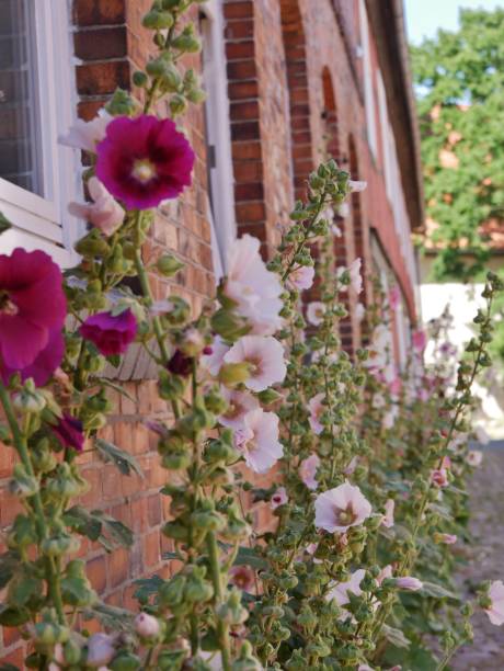 Colorful hollyhocks in a small town
