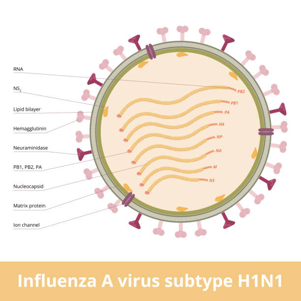 illustrazioni stock, clip art, cartoni animati e icone di tendenza di virus dell'influenza a sottotipo h1n1 - influenza a virus