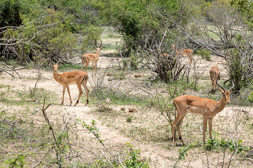 Impalas (Aepyceros melampus) in Kruger National Park, South Africa.