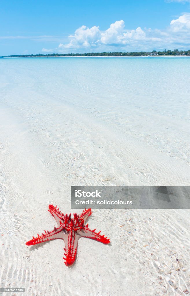 Starfish Single starfish on the beach. Diani Beach, Mombasa, Kenya. Mombasa Stock Photo