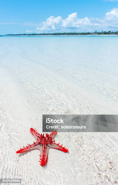 Starfish Stock Photo - Download Image Now - Mombasa, Africa, Animal