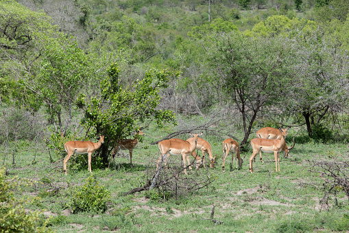 Impalas (Aepyceros melampus) in Kruger National Park, South Africa.