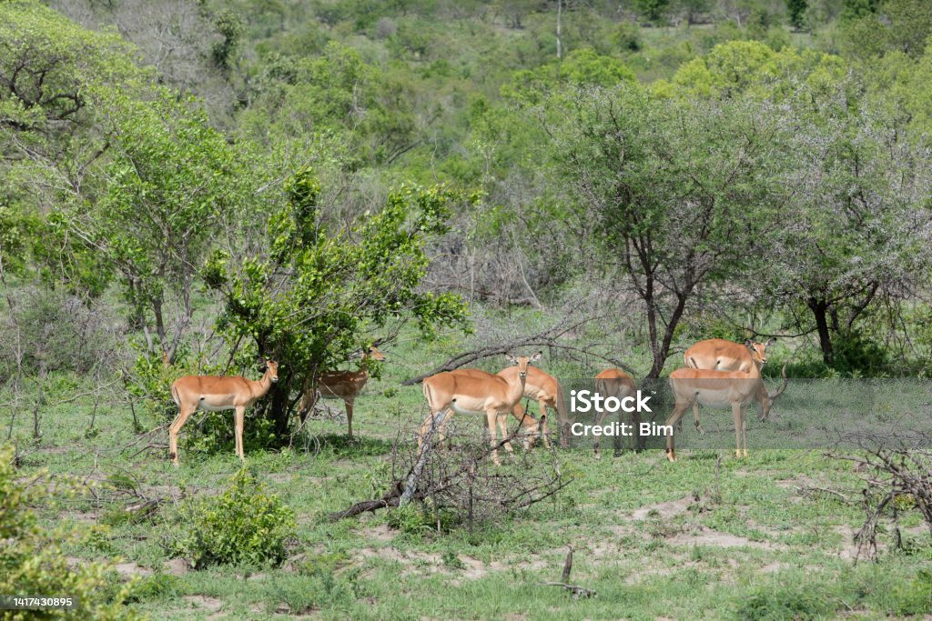 Impalas in Kruger National Park, South Africa Impalas (Aepyceros melampus) in Kruger National Park, South Africa. Safari Stock Photo