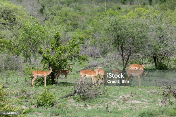Impalas In Kruger National Park South Africa Stock Photo - Download Image Now - Safari, Africa, Animal