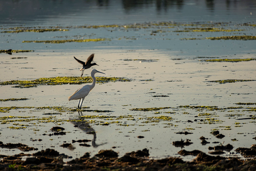 white storks and birds have been spotted in the river.. Shot with a full frame camera.