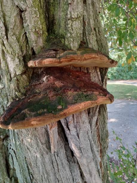 istock Tree fungus on Horse chestnut in Ohio 1417433362