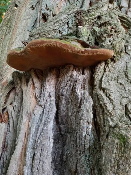 istock Tree fungus on Horse chestnut in Ohio 1417433463